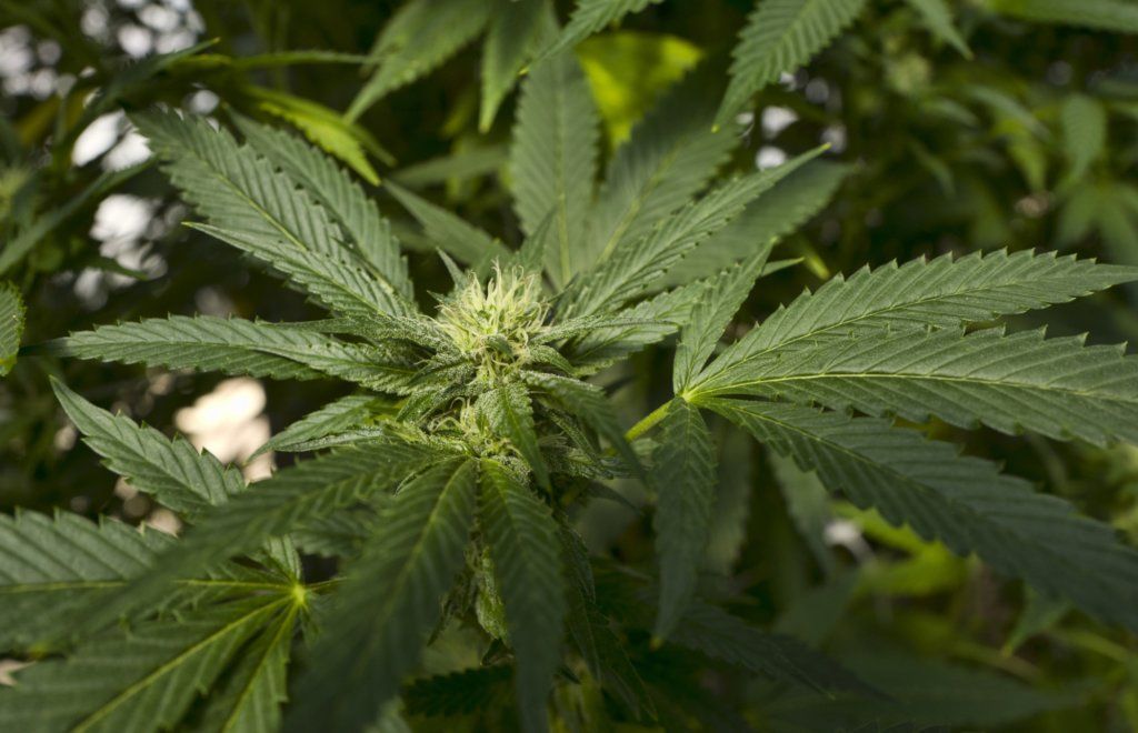 Tips for Purchasing Delta-9 Flower Online