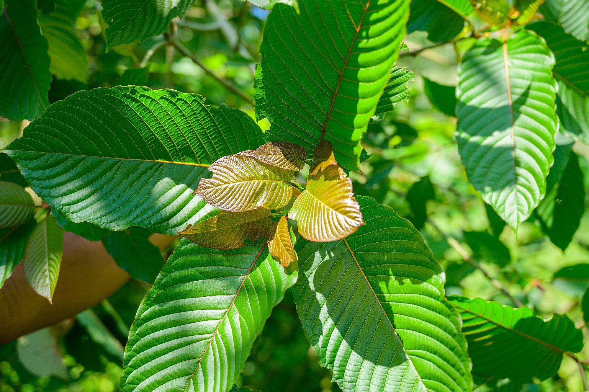 Discovering Kratom Vendors, Supporting Informed Purchasing Decisions, with Clear Product Information