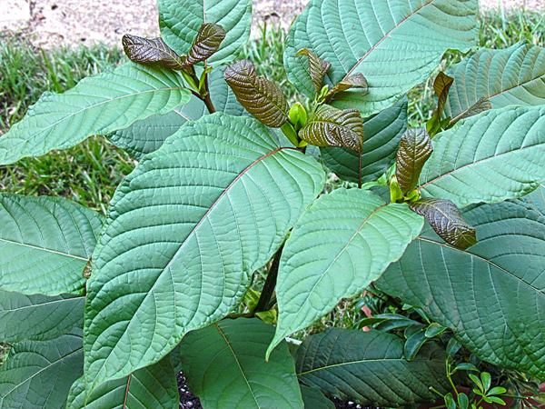 best kratom strains